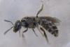Lasioglossum sp.
